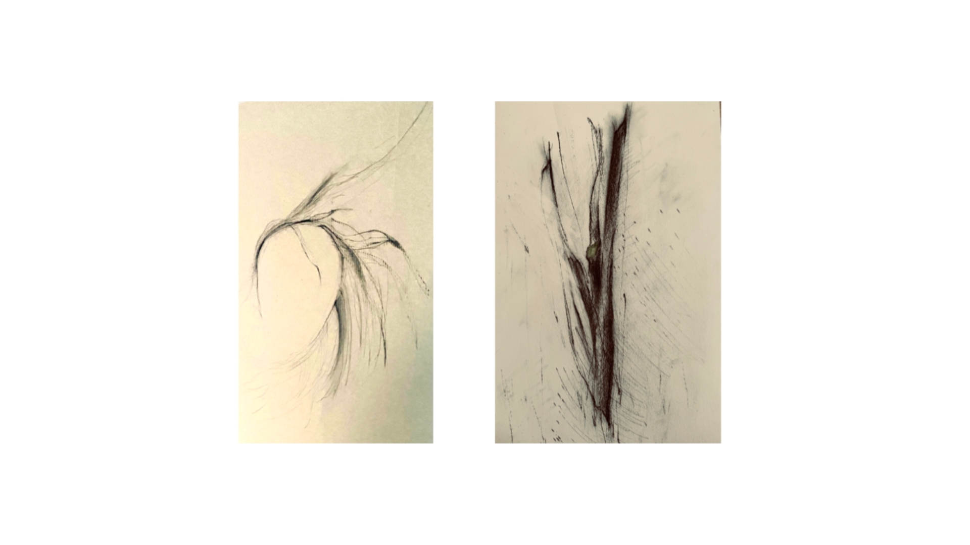 Botanical heritage plant specimen